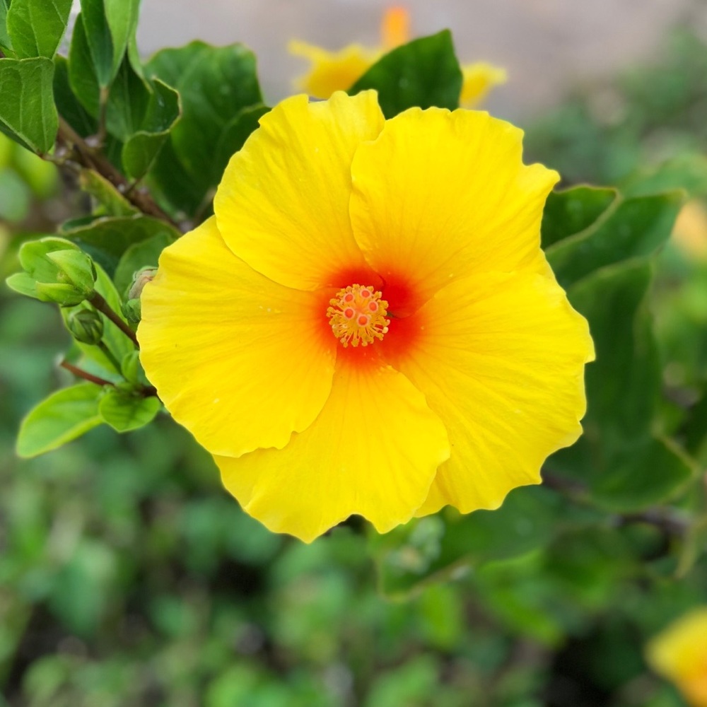 Meet your Posher, Kristin